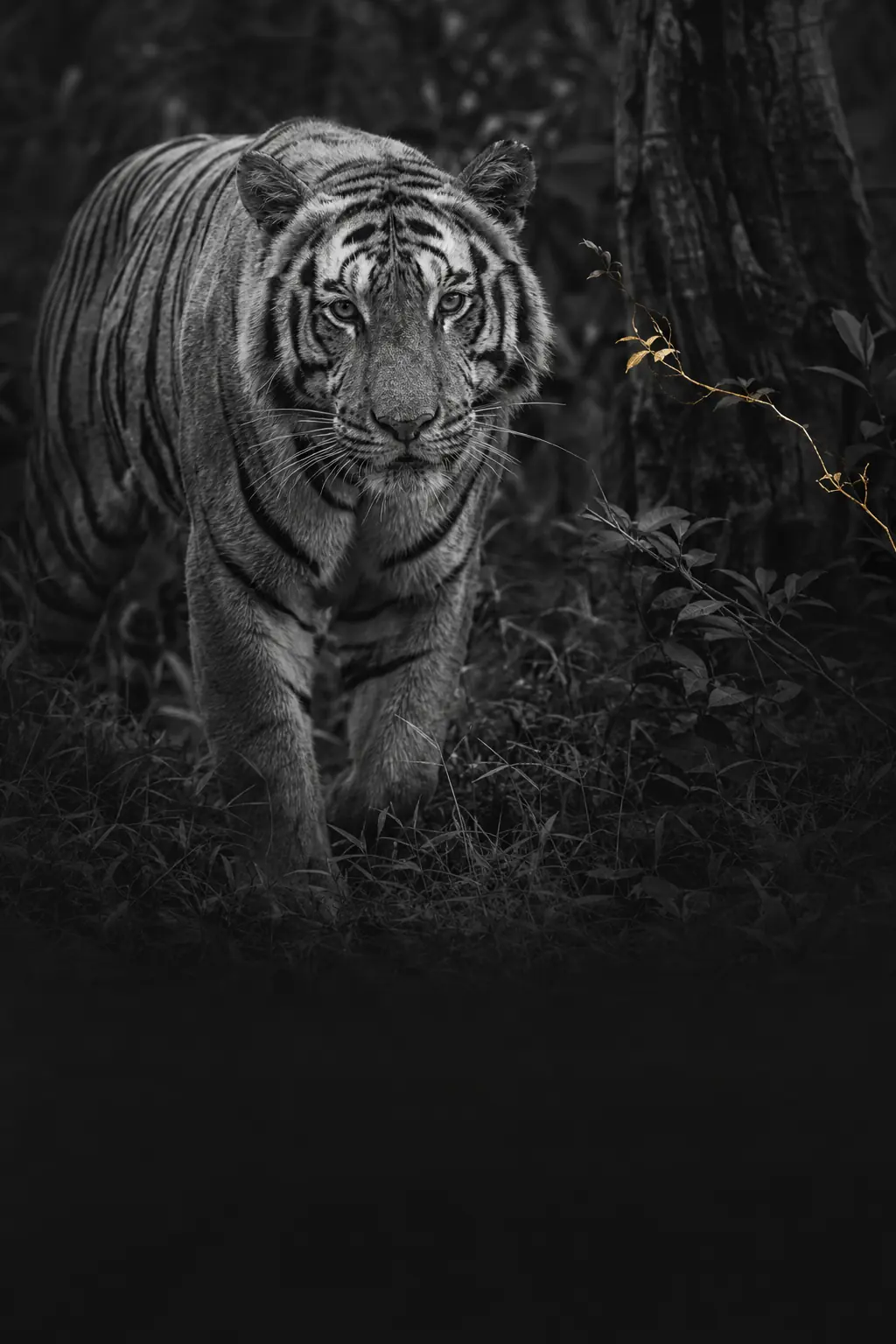 Univers éditorial de Zoologiste.com